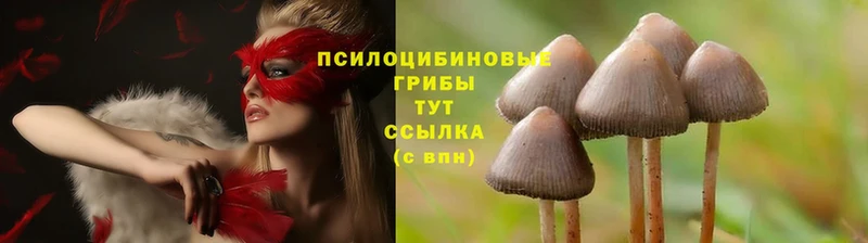 Галлюциногенные грибы Cubensis  Гусев 